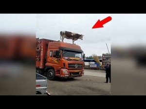 Удивительные случаи с КОРОВАМИ, снятые на видео