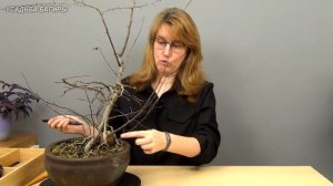 Жертвенные ветви в бонсай (ч.1).