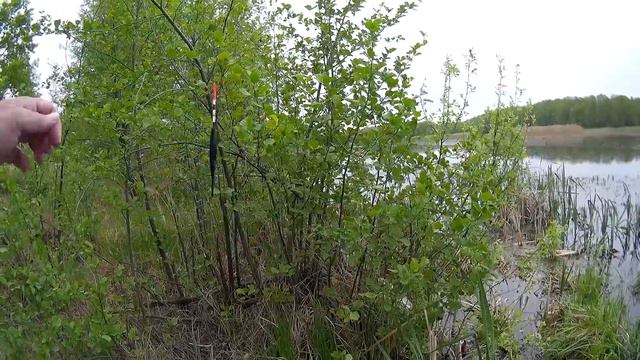 Ловля карася на поплавок / Rod Fishing