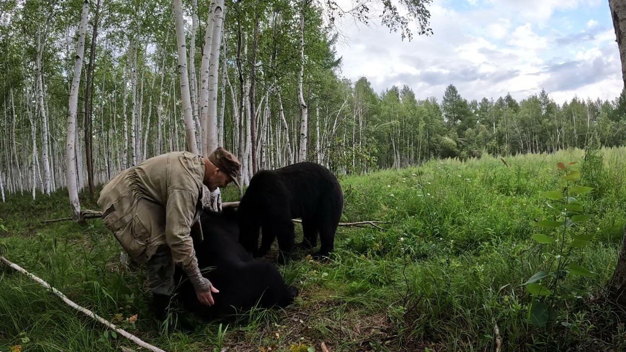 Беседуем с медведями. смотреть онлайн