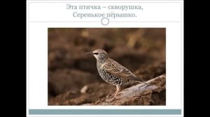 Учим стихотворение И. Токмаковой "Десять птичек - стайка"