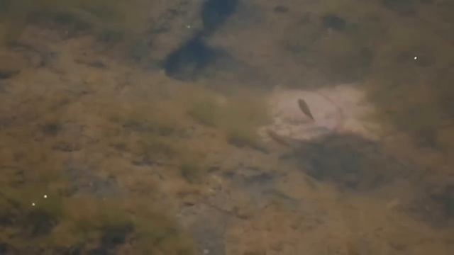 Teste de vídeo ST77 Samsung смотреть онлайн