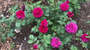 Самый ароматный уголок моего розария : Вагулетта, Гартентраум, Роял Парк, Беливью, Пасифик Блю 26.0