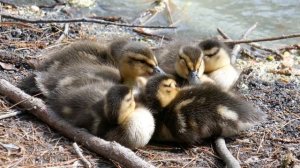 Little Ducklings with Panasonic zs100 / tz100 compact camera