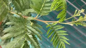 Новый житель «Деревеньки…». Акация серебристая. 12.05.2023