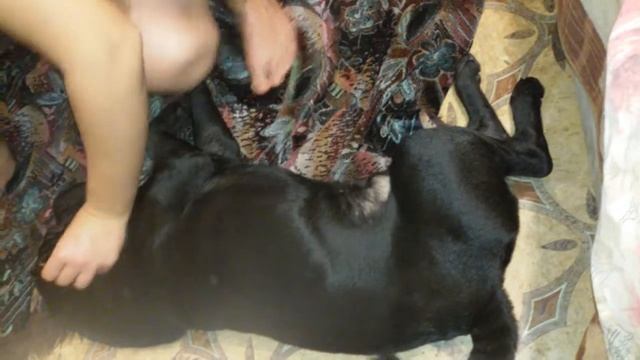 Шарпею чиспим уши. Ржач))) смотреть онлайн