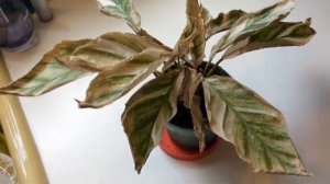 Calathea ‘Fusion White’ Houseplant - Super Fussy