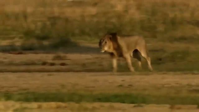 Самые прожорливые Животные в Мире?nev 2020? смотреть онлайн