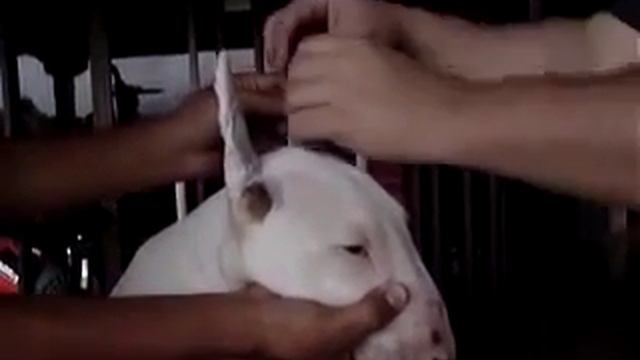 Постановка ушей Бультерьеру