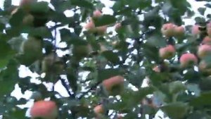 Сентябрьский десерт