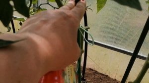 Томат "Бабушкина радость" от агрофирмы Гавриш. Следим за развитием плодов