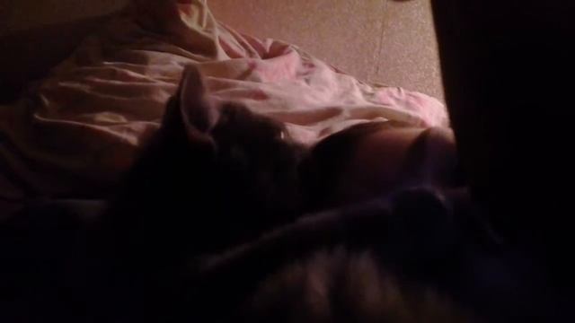 Котенок лижет голову моему брату смотреть онлайн