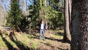 Участки с лесом. Плюсы и минусы. Что важно знать?
