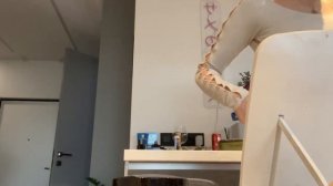 АКУЛИЧ НЕ НОСИТ ?