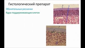 Органы чувств вкуса и обоняния