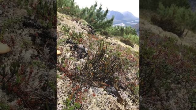 Любимая Нежданочка смотреть онлайн