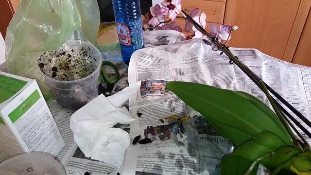 Орхидеи(фаленопсис ). Обработка, обеззараживание при пересадке. Ответы на вопросы подписчиков.