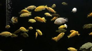 Цихлиды Мбуна (2021)