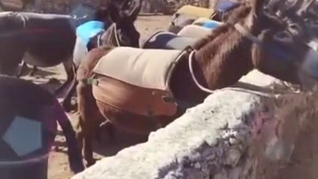 Дикие мустанги Кипра смотреть онлайн