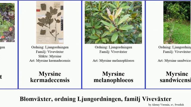 Blomväxter, ordning Ljungordningen, familj Viveväxter rhodium angiosperms laevigata umbellata смотреть онлайн
