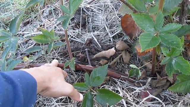 Осенняя обрезка ежевики: удаление старых побегов