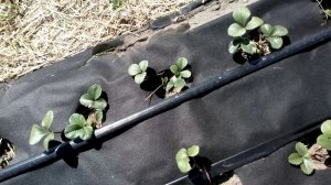 Наши новые сорта клубники Мице #Шиндлер, Белый #Швед, #Прими, #Мармелада #МицеШиндлер #БелыйШвед