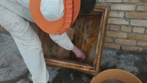 Как ЧИСТИТЬ УЛЕЙ После ЗИМОВКИ