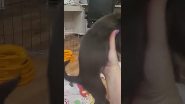 девочки бельгийского гриффона смотреть онлайн