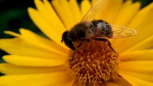 Муха пчеловидка - очень похожа на трутня!