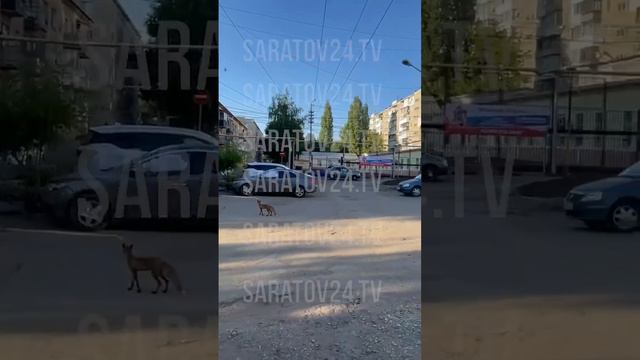 В Саратове по Соколовогорскому поселку гуляет лиса