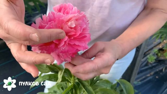Rose heart peony. Роуз харт пион. Пулков сад смотреть онлайн