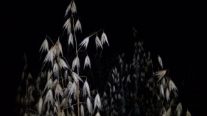 А Фет  Напрасно #стихиолюбви #поэты19века