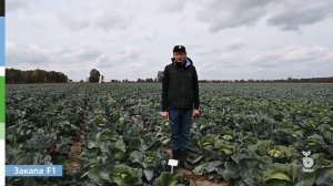 Поздние сорта белокочанной капусты от Bejo (Бейо) для длительного хранения