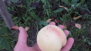 Сбор плодов вкусного персика в Воронежской области!