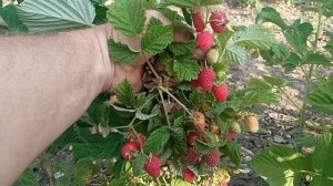 Летний сорт малины Соколица.