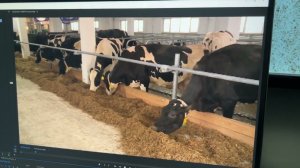 Комплексное оснащение оборудованием для комфортного содержания и доения крупного  рогатого скота