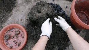 Аморфофаллус: сбор урожая, осмотр клубней