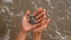 самая маленькая черепаха в мире!