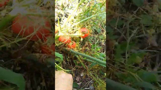 Жёлтое растение паразит!