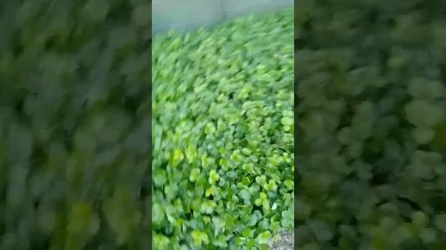 рассада клубники Мурано и клери смотреть онлайн