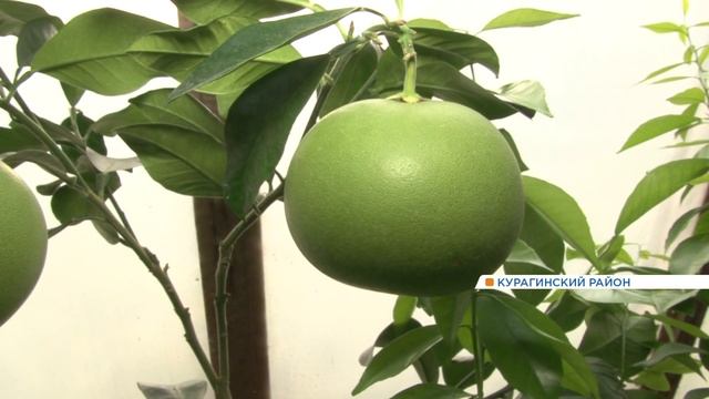 Цитрусовый рай в тайге/Citrus paradise in the taiga смотреть онлайн