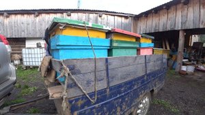 ВЫВОЗИМ ПЧЁЛ НА КОЧЁВКУ, ПОГРУЗКА, РАЗГРУЗКА, ПАСЕКА, ЛЕС.