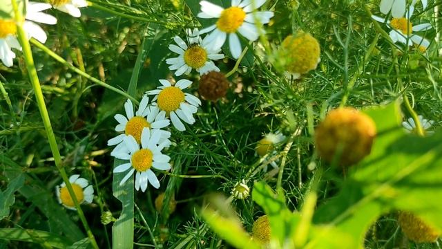 Эти слова приносят неудачу: не говорите их перед сном смотреть онлайн