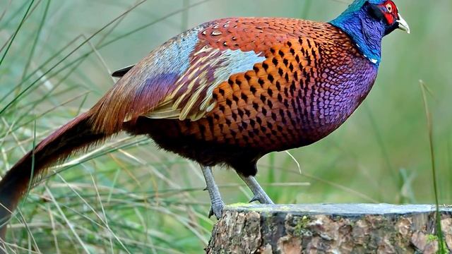 Фазан - интересные факты смотреть онлайн