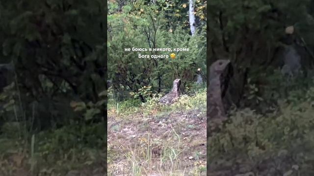 #бахта #база #отдых #природа #туризм #жизнь #сибирь #тайга #охота #рыбалка смотреть онлайн