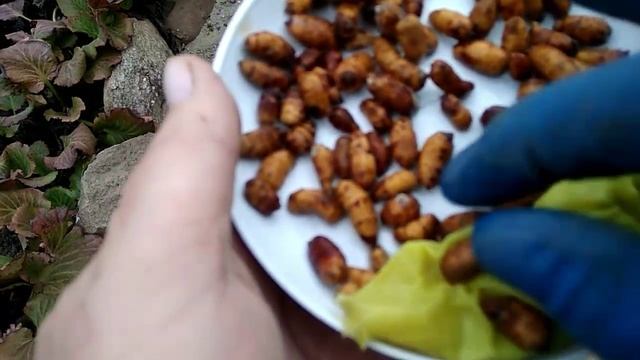 Посадка земляного ореха-чуфы (клубеньков и рассады). Часть 2
