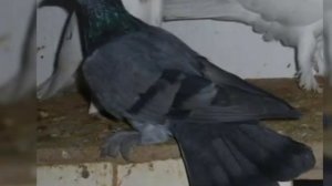 #Бакинские#мраморные# широкохвостые голуби 89187389403