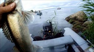 Ленинградская обл.рыбалка СУДАК на Отводной Поводок. Судак . Щука с Лодки на дорожку . июнь 2019.