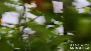 Томат Сладкий Фонтан F1