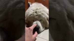 Польская подгалянская овчарка 1 годик